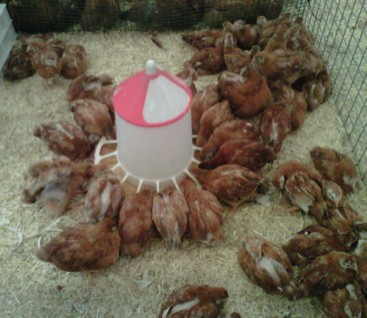 Las OPA exigen al Ministerio una investigación urgente para comprobar y sancionar los incumplimientos de la Ley de la Cadena Alimentaria en el sector avícola