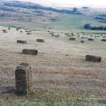 hierba montaña leon