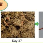 Un proyecto en el que participa ASAJA busca generar biofertilizantes y plásticos biodegradables a partir de plástico