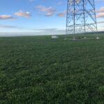 Por fin se conocen las medidas de flexibilización de la PAC para Castilla y León