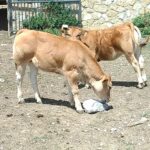terneros en pastos de montaña chupando piedras de sal