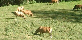 EHE: nuevo listado de beneficiarios de ayudas a explotaciones ganaderas de bovino afectadas por la enfermedad