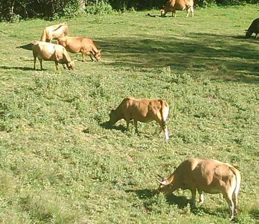La Consejería de Agricultura excluye los pastos comunales de Castilla y León de una importante ayuda a la ganadería extensiva