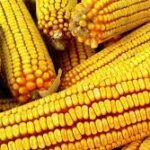 Autorización excepcional de fitosanitarios para el tratamiento de semillas de maíz