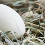 Convocadas las ayudas a la vacunación frente a salmonella en avicultura de puesta