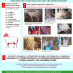 Precaución ante los focos detectados en otras comunidades de Viruela ovina caprina