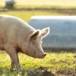 Aviso Consejería de Agricultura, Ganadería y Desarrollo Rural: Comunicación Anual MTDS ECOGAN