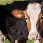 Aplicación de nuevos crotales electrónicos en vacuno