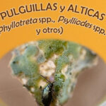 Aviso sobre presencia de sitona en leguminosas y pulguilla y alticas en colzas