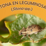 Leguminosas: aviso del Observatorio de Plagas de Castilla y León