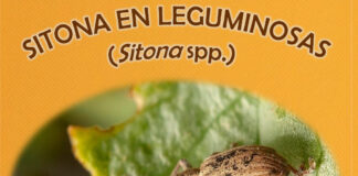 Leguminosas: aviso del Observatorio de Plagas de Castilla y León