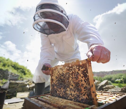 La norma de calidad de la miel obliga a un etiquetado más estricto sobre los países de procedencia y el porcentaje de cada uno