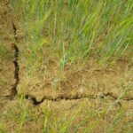 La Consejería publicará la Ayuda directa complementaria de las indemnizaciones por siniestros de sequía de seguros agrarios