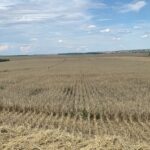 Castilla y León: estas son las ayudas por sequía aprobadas (hasta ahora)