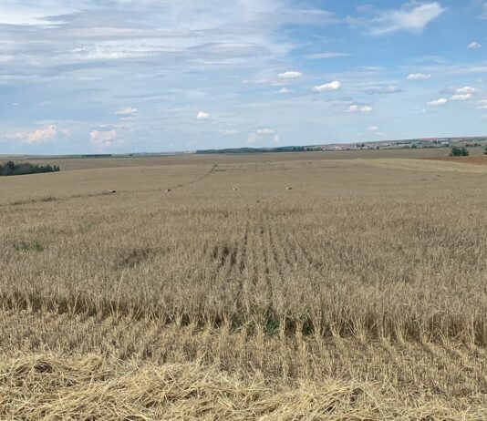 Castilla y León: estas son las ayudas por sequía aprobadas (hasta ahora)