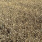 Publicado el listado de beneficiarios de la ayuda extraordinaria concedida a agricultores de tierras de cultivo de secano, tomate de industria y arroz