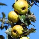 Publicadas las bases de las ayudas a sistemas antiheladas para frutales de pepita