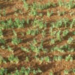 La ruina de las proteaginosas