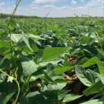 Convocadas por segunda vez elecciones en las IGP “Alubia de la Bañeza” y “Carne de Salamanca”