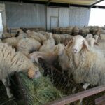 Flexibilización de la normativa de identificación de animales