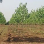 Los agricultores y ganaderos han sido los grandes perjudicados del programa de forestación de tierras agrarias de Castilla y León