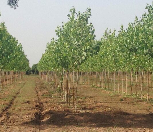 Los agricultores y ganaderos han sido los grandes perjudicados del programa de forestación de tierras agrarias de Castilla y León