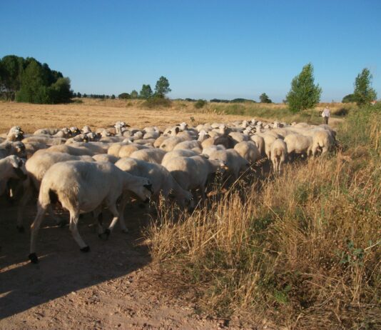 ASAJA critica que no se abone la ayuda a zonas desfavorecidas y no se resuelvan las ayudas agroambientales de la campaña pasada
