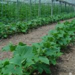 El plazo para formalizar los contratos agroambientales y ecológicos termina el 18 de marzo