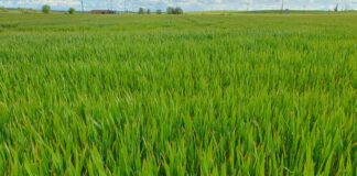 El FEGA asigna nuevos derechos de ayuda básica a la renta a 339 agricultores de Castilla y León