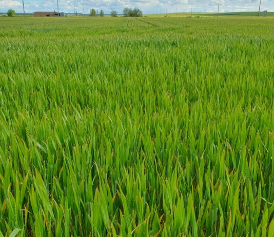 El campo celebra San Isidro con la esperanza de que el último tramo no desbarate una cosecha bien planteada