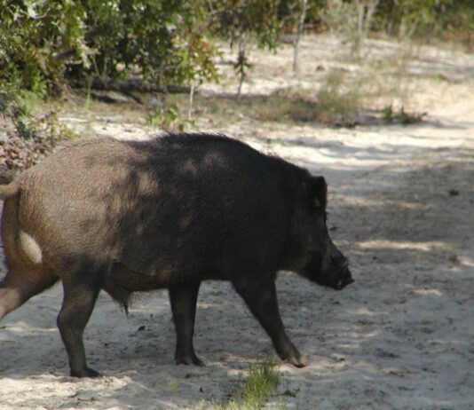 ASAJA de Castilla y León exige un control de censos de jabalíes para la prevención y control de la peste porcina africana