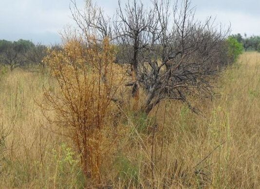 ASAJA valora que se flexibilice la recuperación de fincas abandonadas para uso agrícola y pastos