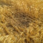 Flexibilidades en los ecorregimenes por presencia elevada de topillo campesino en Castilla y León