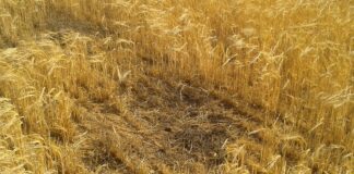La Junta declara situación fitosanitaria excepcional por el riesgo de expansión del topillo y autoriza la quema controlada de rastrojos