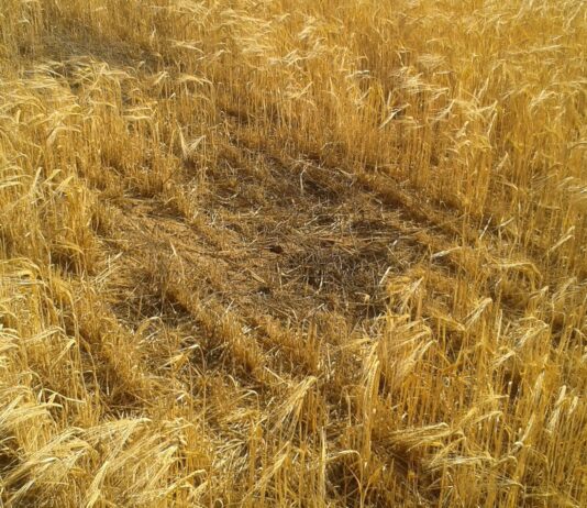 ASAJA pide actuaciones urgentes para controlar la explosión poblacional del topillo campesino, que se extiende por comunidad autónoma