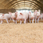 Las granjas son oasis sanitarios entre una naturaleza enferma