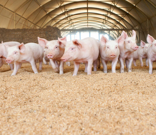 La adaptación de las granjas de porcino a las nuevas exigencias sobre bienestar animal supondrá un sobrecoste de más de 300.000 euros por explotación