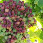 Agroseguro inicia el pago de indemnizaciones por los siniestros registrados por el viñedo