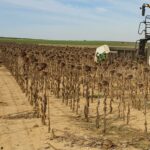 El desperdicio alimentario empieza en el campo
