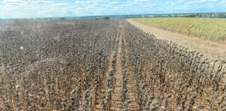 La Junta autoriza desde el 26 de septiembre la cosecha del girasol declarado como espacio de biodiversidad