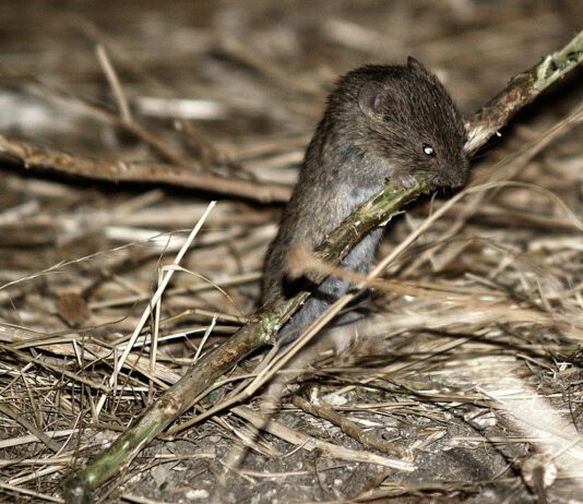 El peso de la fauna silvestre en la transmisión de enfermedades, uno de los temas analizados en el reciente Congreso de veterinarios de Castilla y León