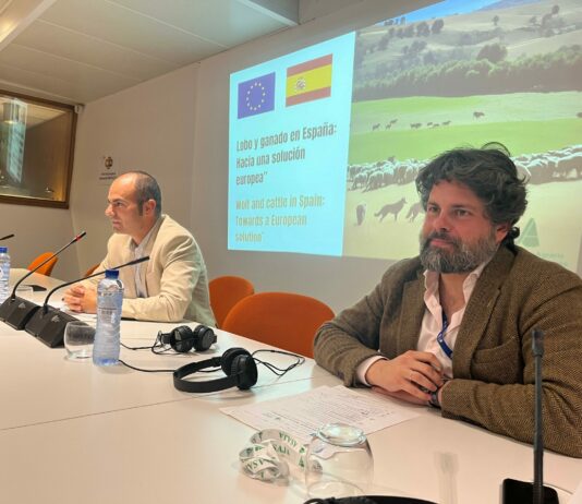 ASAJA lleva las demandas de los ganaderos a Bruselas en un momento decisivo para el cambio de estatus de protección del lobo