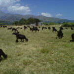 Ayudas para el fomento de las razas autóctonas españolas