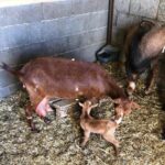Declaradas libres de tuberculosis caprina siete provincias