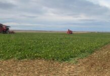 ASAJA pide amparo al presidente de la Junta para proteger a los remolacheros frente al nuevo golpe de Azucarera para frenar el cultivo