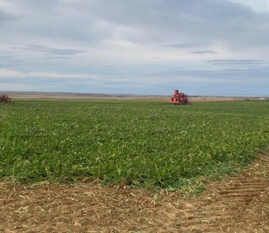 ASAJA pedirá a la Consejería de Agricultura que supervise todos los contratos de remolacha