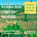 Ayudas 2025 a la cosecha en verde de viñedos en Castilla y León