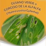 Aviso para los agricultores: gusano verde en alfalfa