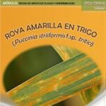 Aviso para los agricultores: roya amarilla en trigo