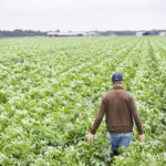 Monitorización de plagas y enfermedades en el cultivo de la patata de Castilla y León- Campaña 2026